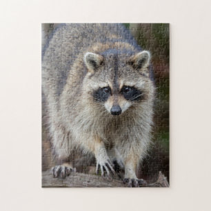 Raccoon, Procyon lotor, Florida, USA 2 Puzzle