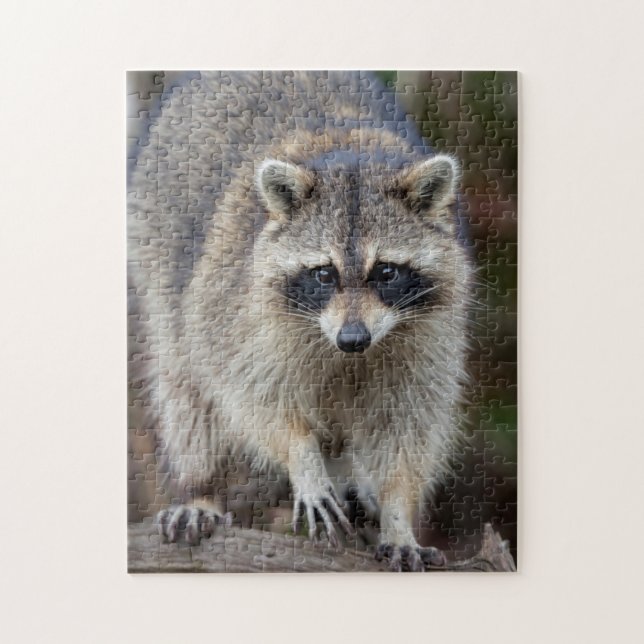 Raccoon, Procyon lotor, Florida, USA 2 Puzzle (Vertikal)