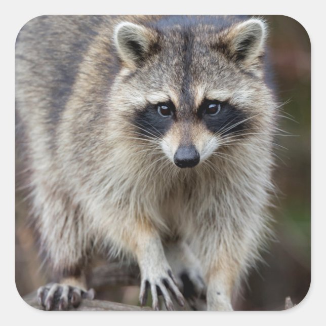 Raccoon, Procyon lotor, Florida, USA 2 Quadratischer Aufkleber (Vorderseite)