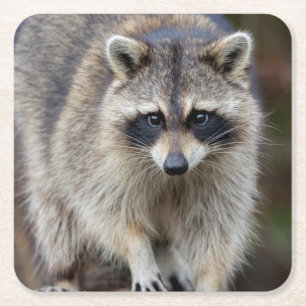 Raccoon, Procyon lotor, Florida, USA 2 Rechteckiger Pappuntersetzer