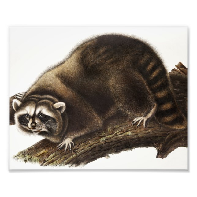 Raccoon (Procyon lotor) Illustration Fotodruck (Vorne)