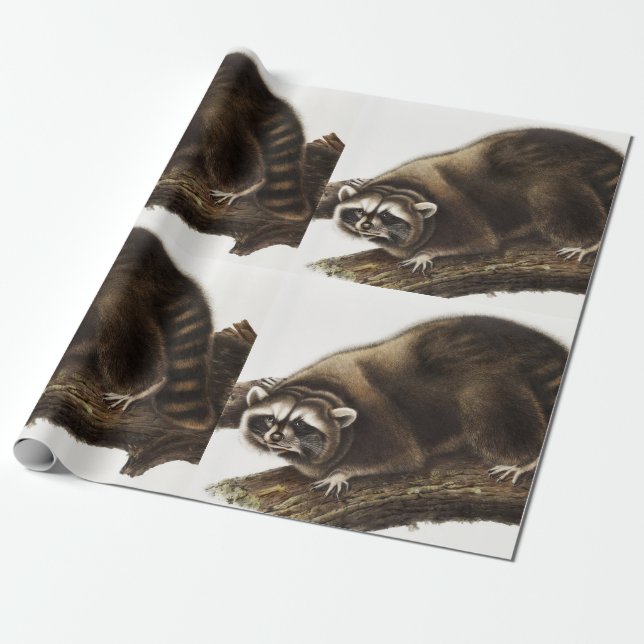 Raccoon (Procyon lotor) Illustration Geschenkpapier (Ungerollt)