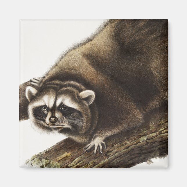 Raccoon (Procyon lotor) Illustration Magnet (Vorne)