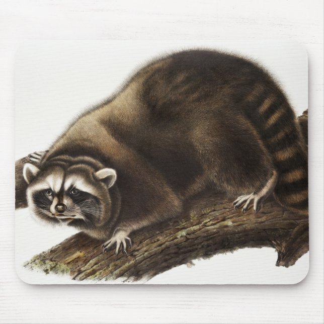 Raccoon (Procyon lotor) Illustration Mousepad (Vorne)