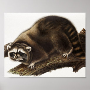 Raccoon (Procyon lotor) Illustration Poster
