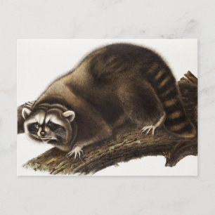 Raccoon (Procyon lotor) Illustration Postkarte