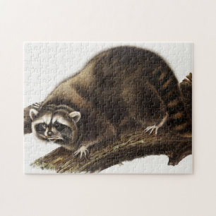 Raccoon (Procyon lotor) Illustration Puzzle