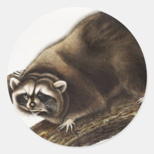 Raccoon (Procyon lotor) Illustration Runder Aufkleber