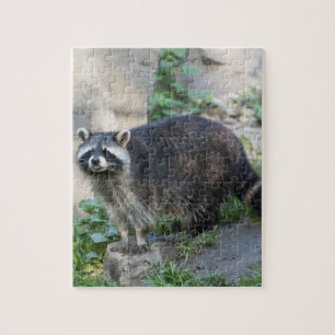 Raccoon Puzzle