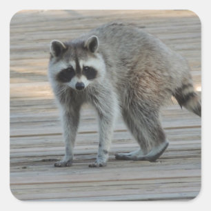 Raccoon Quadratischer Aufkleber