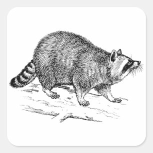 Raccoon Quadratischer Aufkleber
