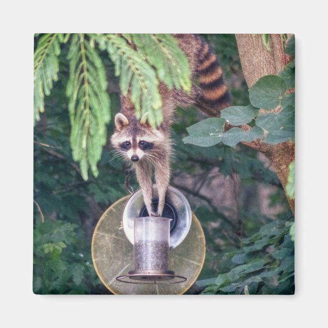 Raccoon Raiding the Bird Feeder Magnet (Vorne)