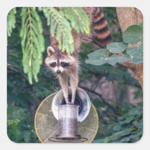 Raccoon Raiding the Bird Feeder Quadratischer Aufkleber