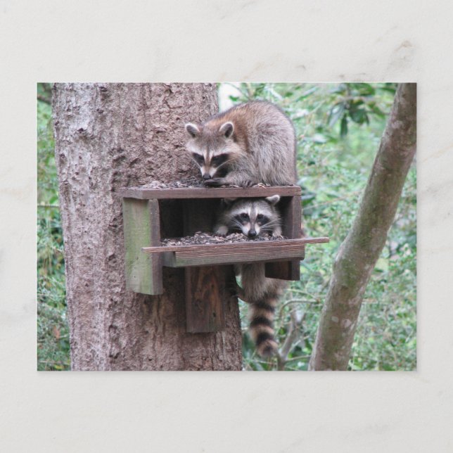 Raccoon Rascals Postkarte (Vorderseite)