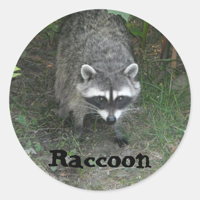 Raccoon Runder Aufkleber (Vorderseite)