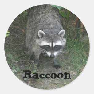 Raccoon Runder Aufkleber