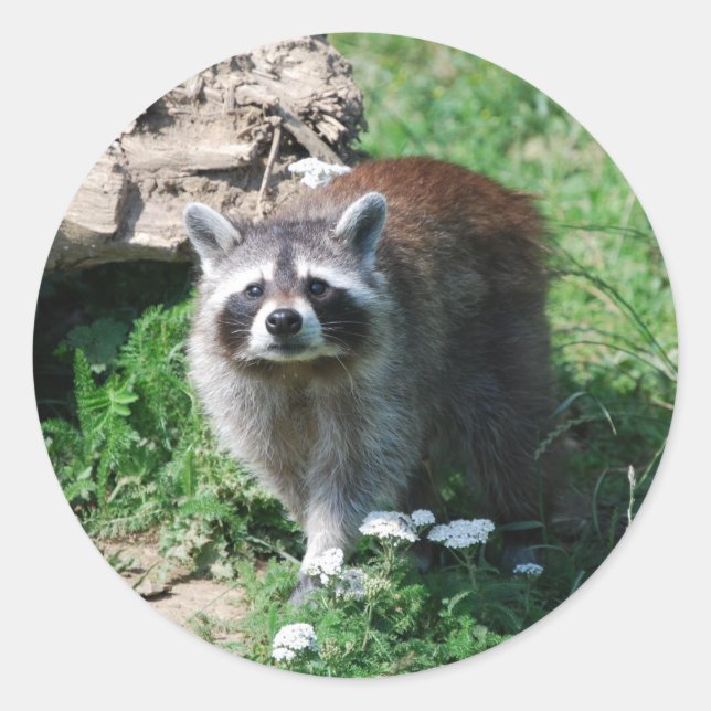 Raccoon Runder Aufkleber (Vorderseite)