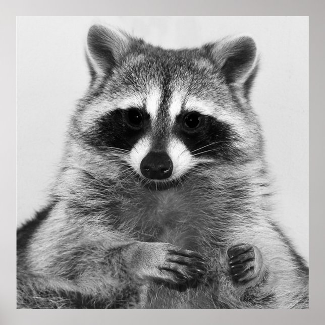 Raccoon Schwarzweiß-Portrait-Poster Poster (Vorne)