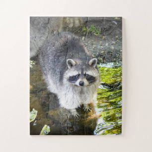 Raccoon Schwimmen im Wasser Puzzle