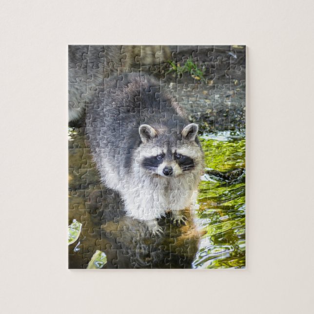 Raccoon Schwimmen im Wasser Puzzle (Vertikal)
