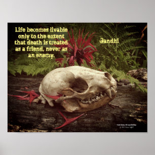 Raccoon Skull Altes Holz mit Farne und rote Monard Poster
