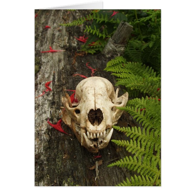 Raccoon Skull Old Log Ferns Red Bee Balm Petals (Vorne)
