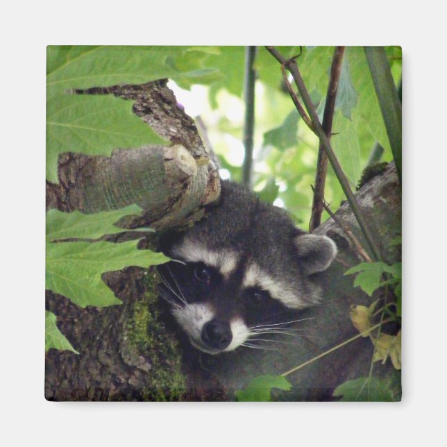 Raccoon sqr. magnet (Vorne)