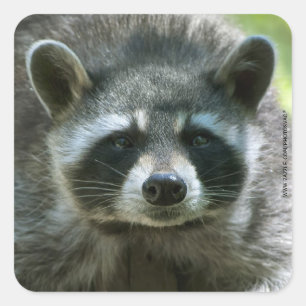 Raccoon Stickers