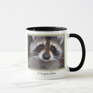 Raccoon-Tasse - Procyon lotor Tasse