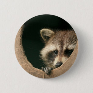 Raccoon-Verstecken Button