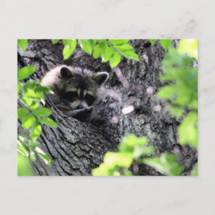 Raccoon verstecken postkarte