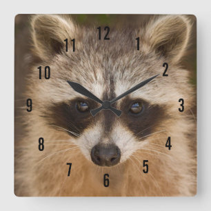 Raccoon Wall Clock Quadratische Wanduhr