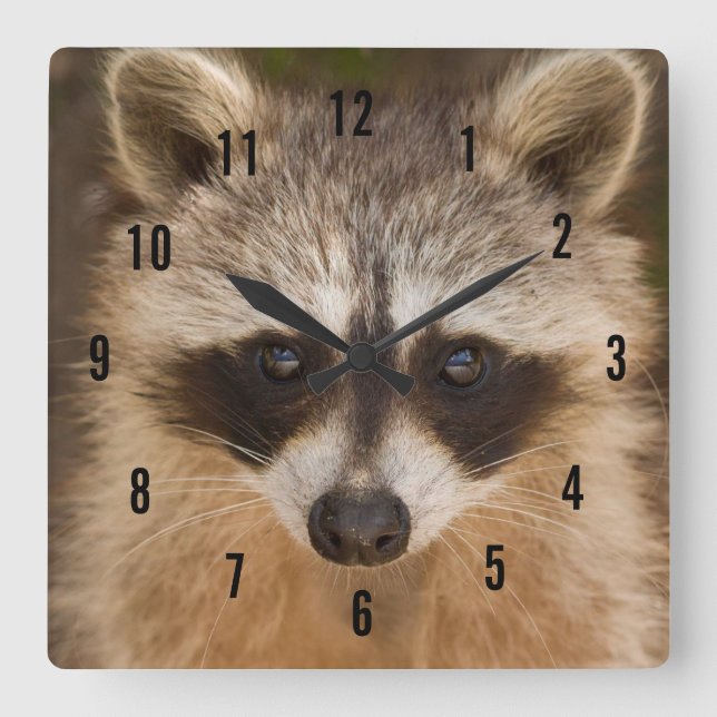Raccoon Wall Clock Quadratische Wanduhr (Vorderseite)
