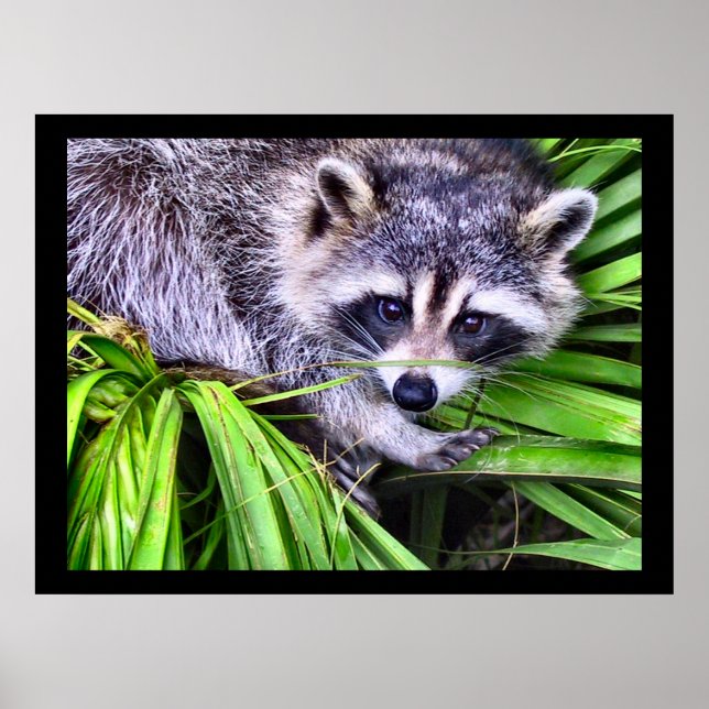 Raccoon Wildlife Fotografy Poster (Vorne)