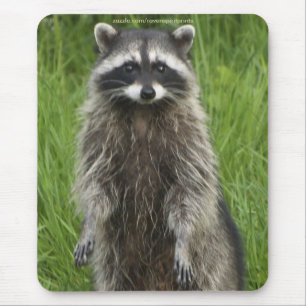 RACCOON WILDLIFE Mousepads