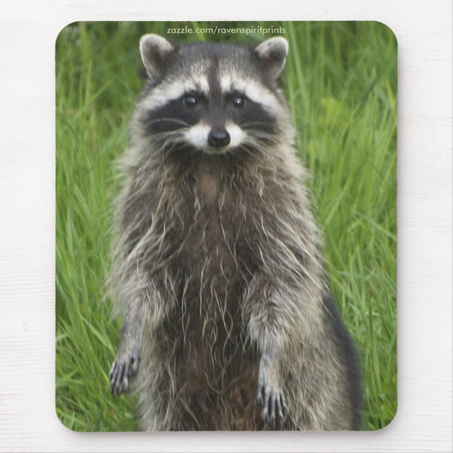 RACCOON WILDLIFE Mousepads (Vorne)