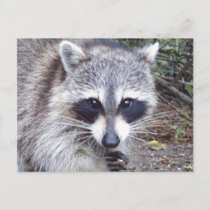 Raccoon Wildlife Series # 8 Postkarte