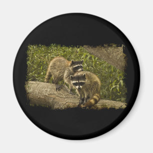 Raccoons Magnet