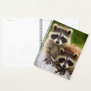 Raccoons Planer