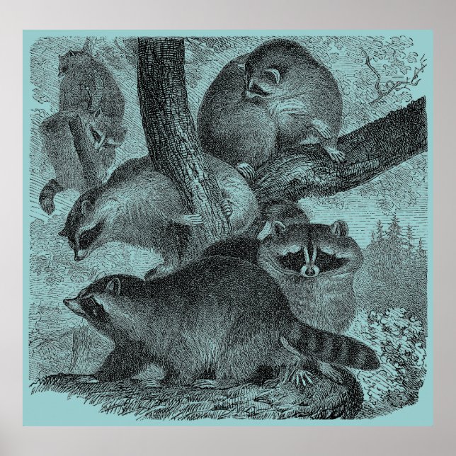 Raccoons Poster (Vorne)