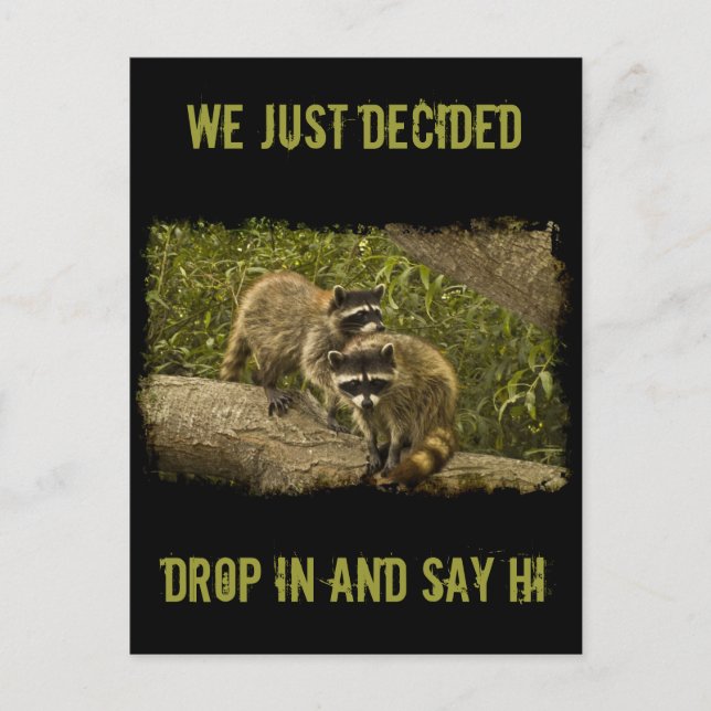 Raccoons Postkarte (Vorderseite)