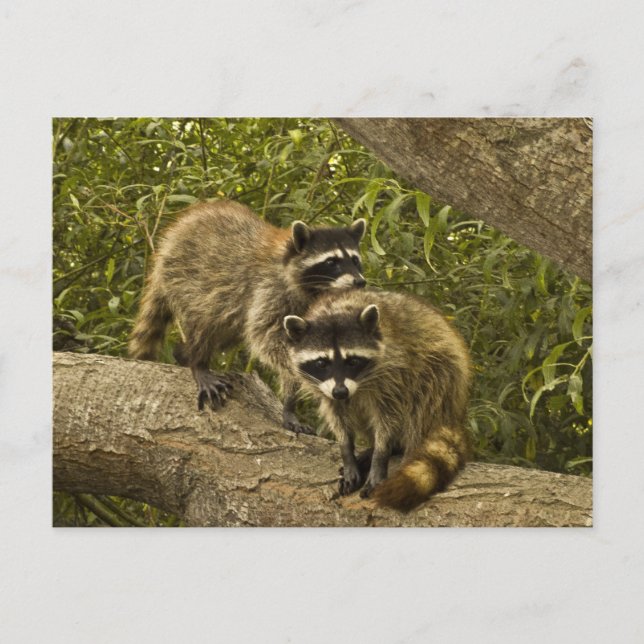 Raccoons Postkarte (Vorderseite)