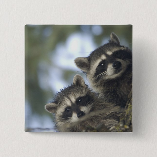 Raccoons Procyon Lotor), Fischsee, Central Button (Vorderseite)