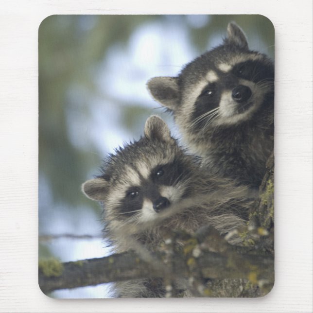 Raccoons Procyon Lotor), Fischsee, Central Mousepad (Vorne)