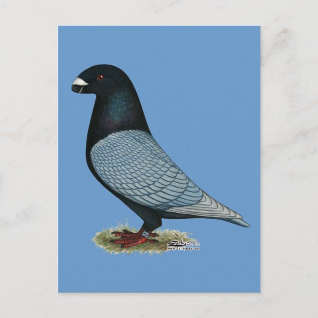 Racer Andalusien anzeigen Postkarte (Vorderseite)