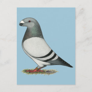 Racer Blue Bar Pigeon anzeigen Postkarte