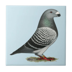 Racer Blue Schachbrett Pigeon anzeigen Fliese