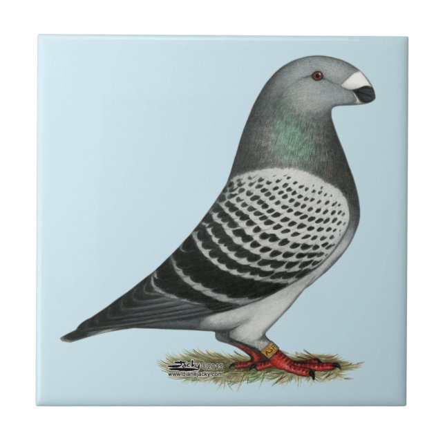 Racer Blue Schachbrett Pigeon anzeigen Fliese (Vorderseite)