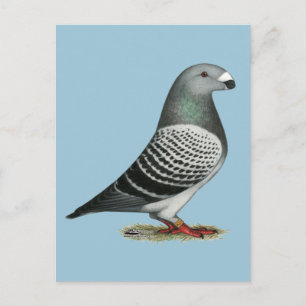 Racer Blue Schachbrett Pigeon anzeigen Postkarte