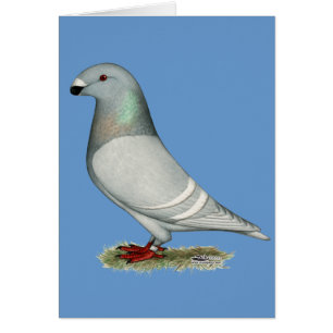 Racer Concept Hen anzeigen